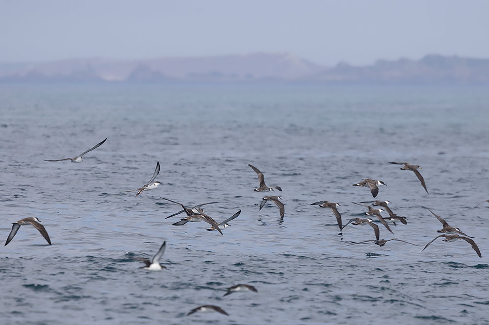 Great, Cory's and Manz shearwaters.